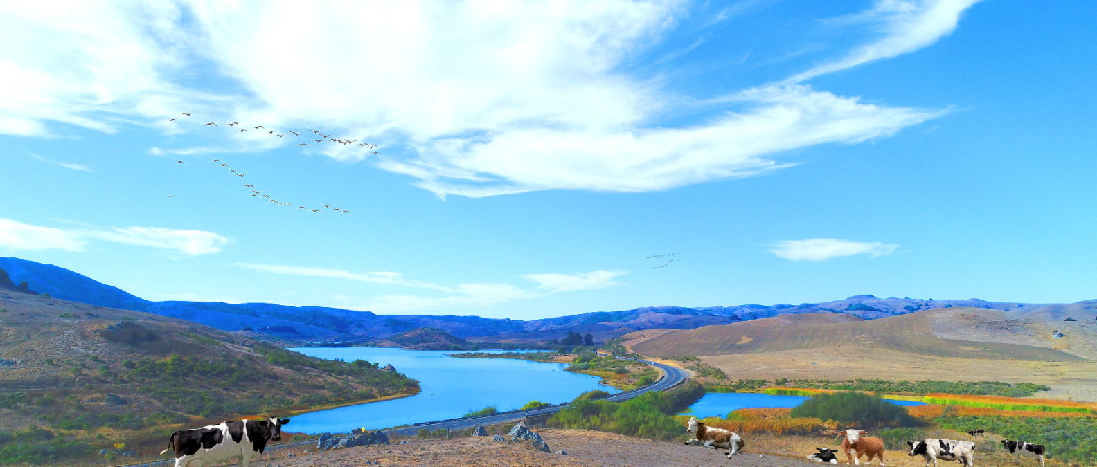 Private-SUV-Tours-Muir Woods